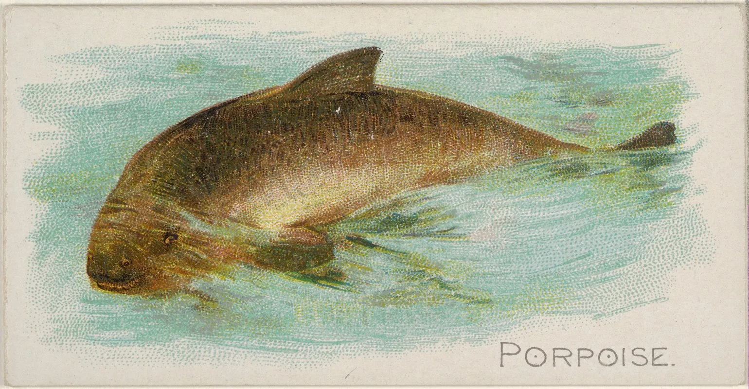 Porpoise Wall Art by Allen & Ginter - High-Resolution Digital Print