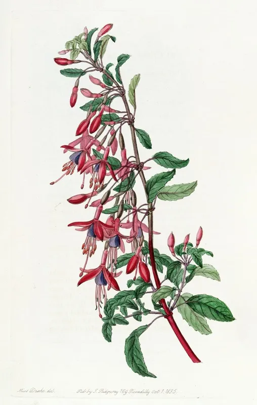 Port Famine Fuchsia Wall Art by Sydenham Edwards - High-Resolution Digital Print