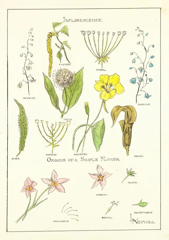 Portfolio Historic Ornament Pl 37