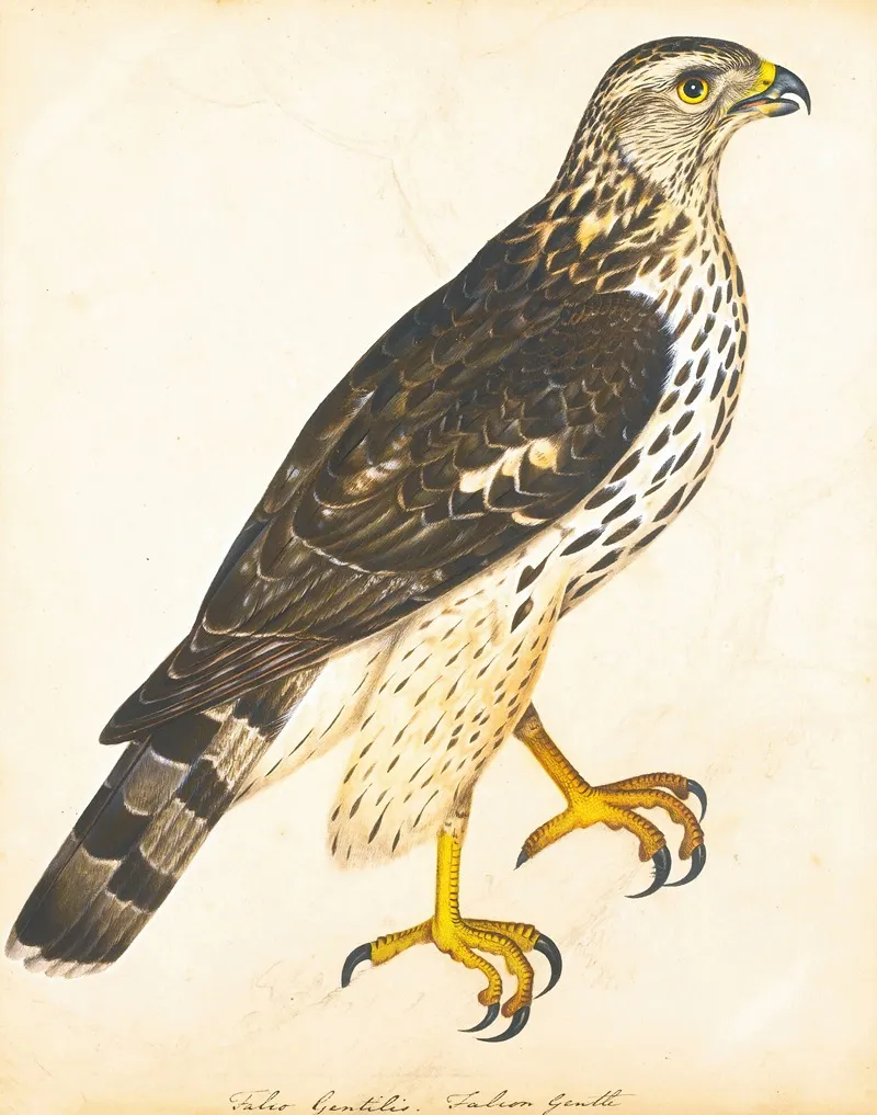 Portrait Of A Falcon Gentle Wall Art by The Reverend Christopher Atkinson - High-Resolution Digital Print