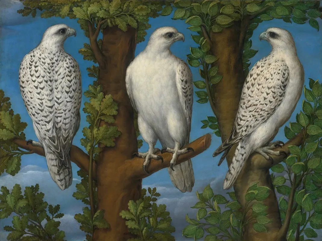 Portrait Of A Gyrfalcon Viewed From Three Sides Wall Art by Lombard Master - High-Resolution Digital Print