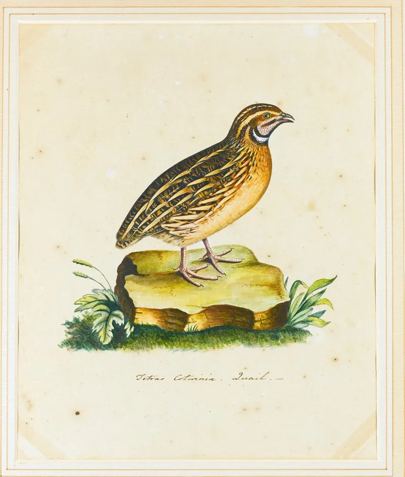 Portrait Of A Quail Wall Art by The Reverend Christopher Atkinson - High-Resolution Digital Print