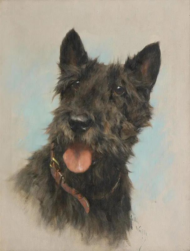 Portrait Of A Scottish Terrier