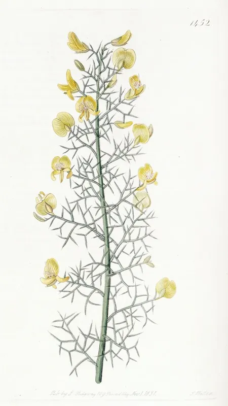 Portuguese Furze Wall Art by Sydenham Edwards - High-Resolution Digital Print