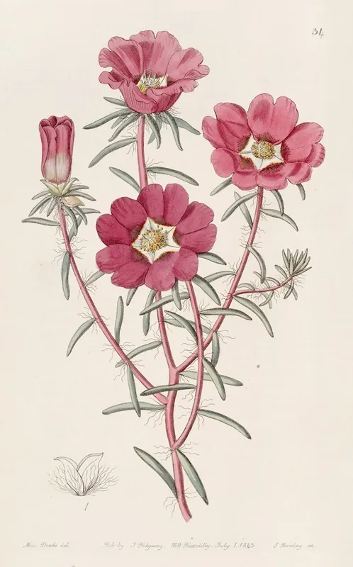 Portulaca Splendens Wall Art by Sydenham Edwards - High-Resolution Digital Print