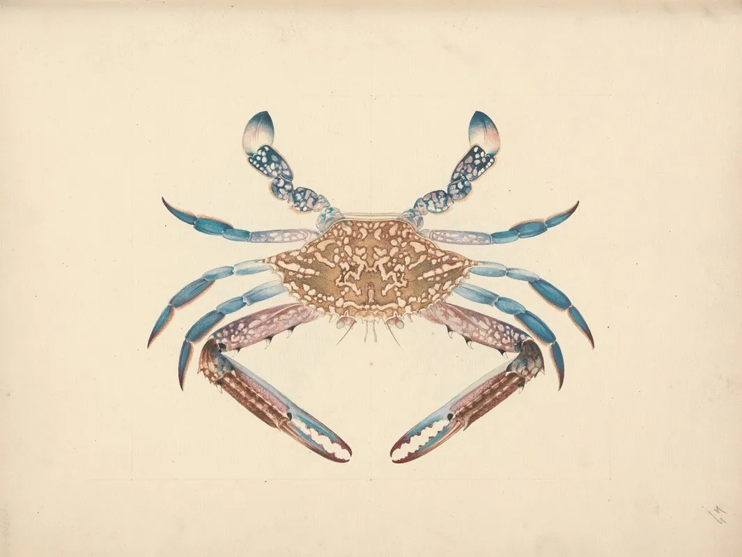 Portunua Pelagicus Blue Crab