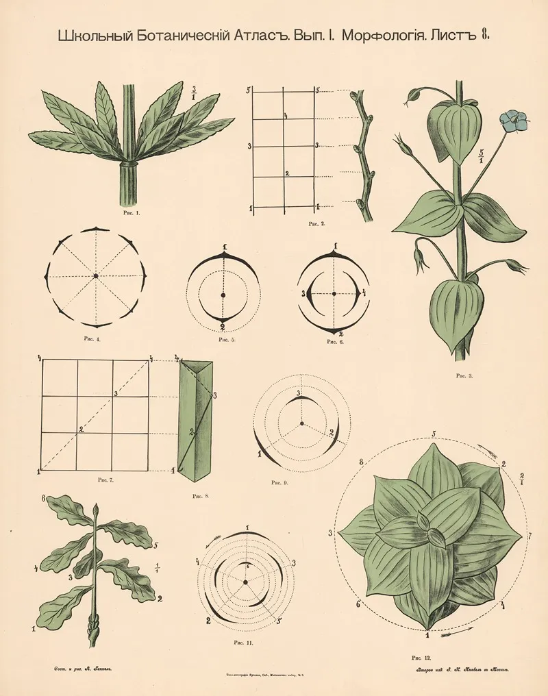 Position Of Leaves In Relation To The Stem Wall Art by Alexander-Paul Henckel - High-Resolution Digital Print