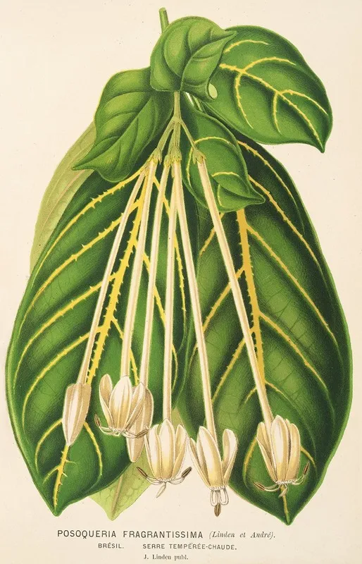 Posoqueria Fragrantissima Wall Art by Charles Antoine Lemaire - High-Resolution Digital Print