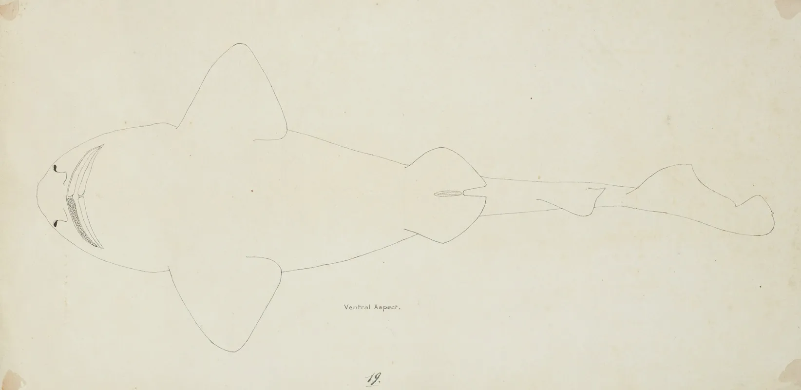Possibly A Cephaloscyllium Isabella Nz Ventral View Carpet Shark