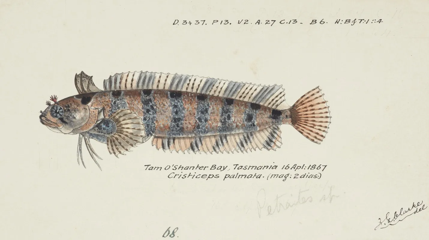 Possibly Heteroclinus Sp Tas Weedfish