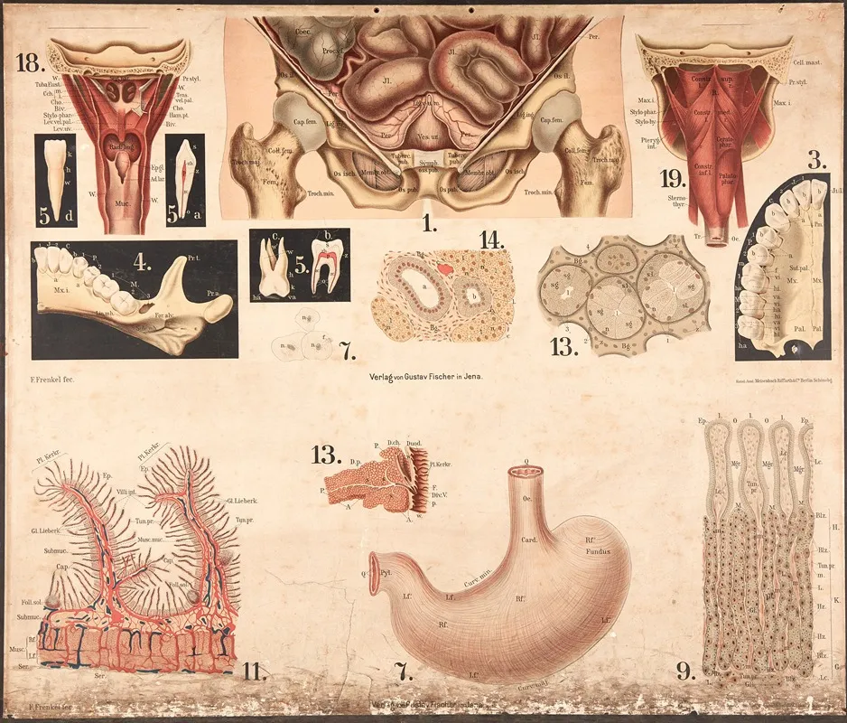Posterior Abdominal Cavity Small Intestine Spleen Etc by F. Frenkel - High-Resolution Digital Print