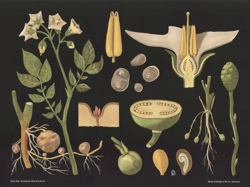 Potato Solanum Tuberosum Wall Art by Gottlieb von Koch - High-Resolution Digital Print