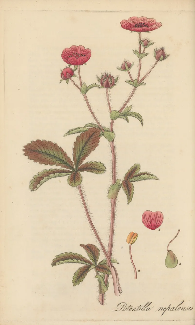 Potentilla Nepalensis Wall Art by William Jackson Hooker - High-Resolution Digital Print