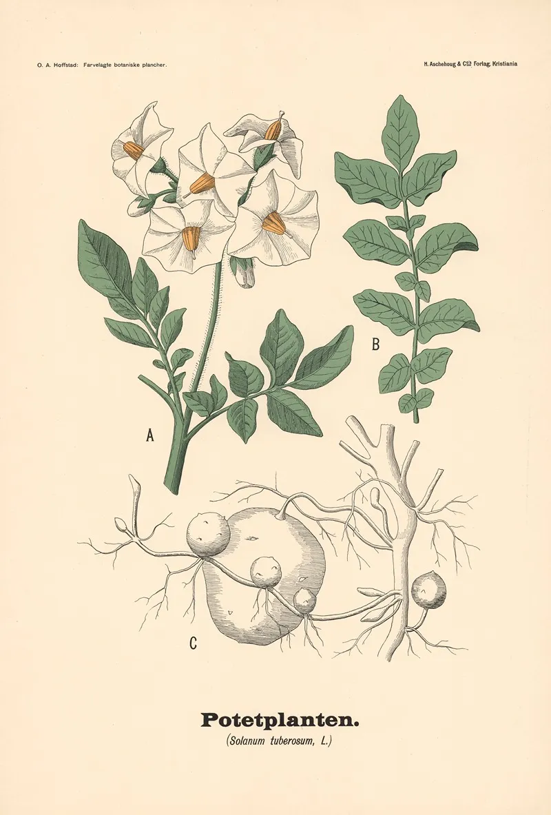 Potetplanten Solanum Tuberosum L Wall Art by Olaf Alfred Hoffstad - High-Resolution Digital Print