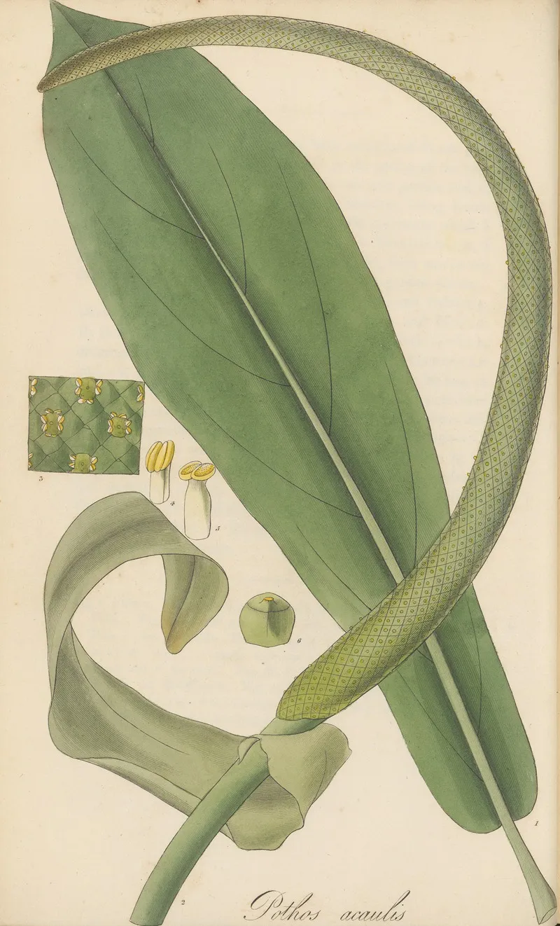 Pothos Acaulis Wall Art by William Jackson Hooker - High-Resolution Digital Print