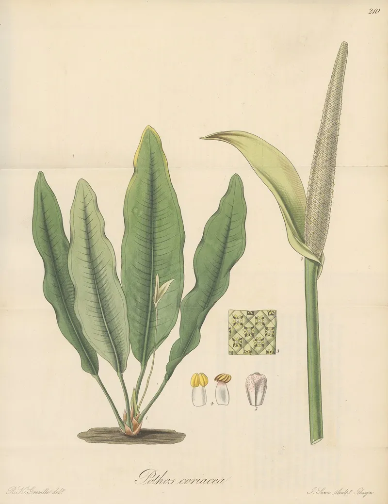 Pothos Coriacea Wall Art by William Jackson Hooker - High-Resolution Digital Print
