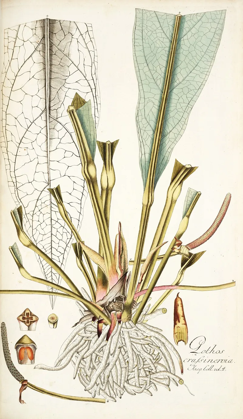 Pothos Crassinervia Wall Art by Nikolaus Joseph Freiherr von Jacquin - High-Resolution Digital Print