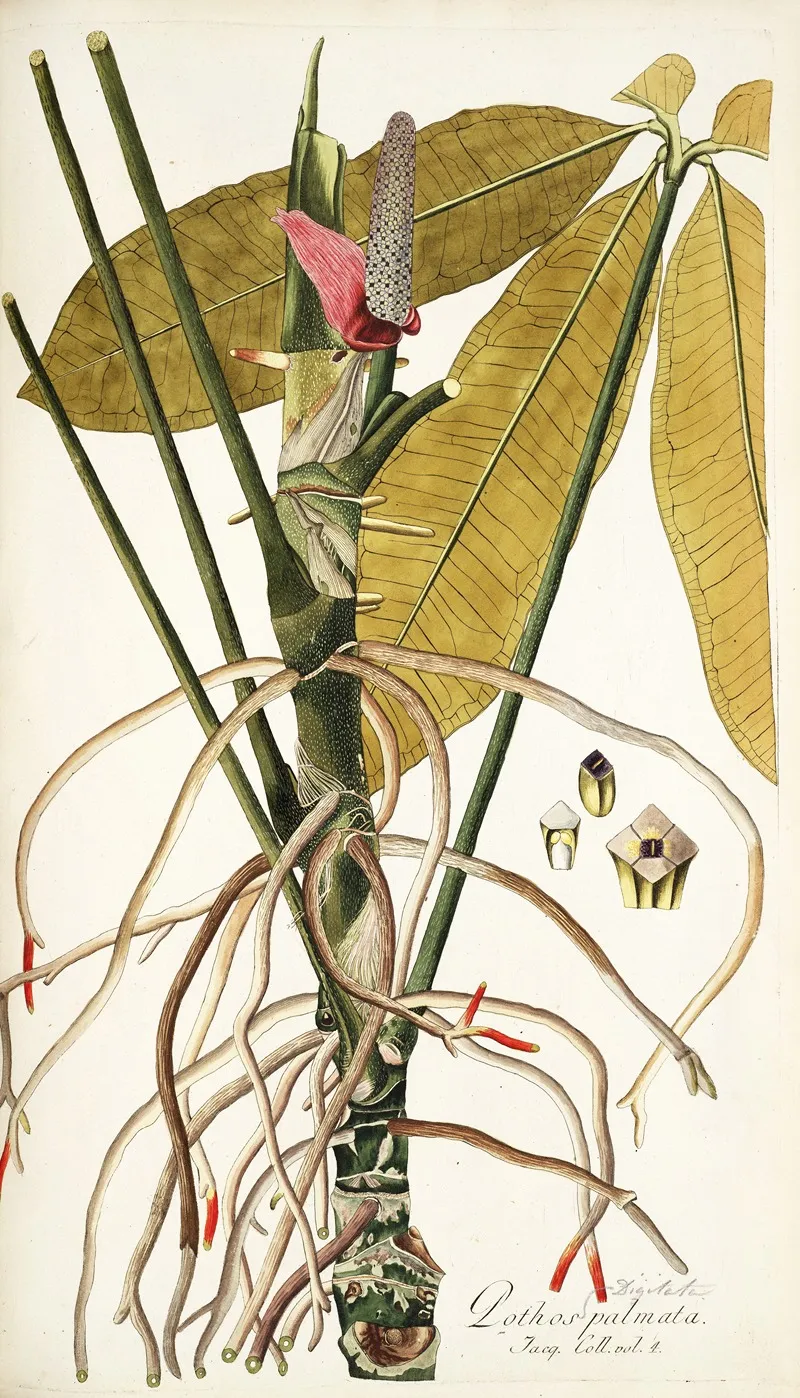 Pothos Palmata Wall Art by Nikolaus Joseph Freiherr von Jacquin - High-Resolution Digital Print