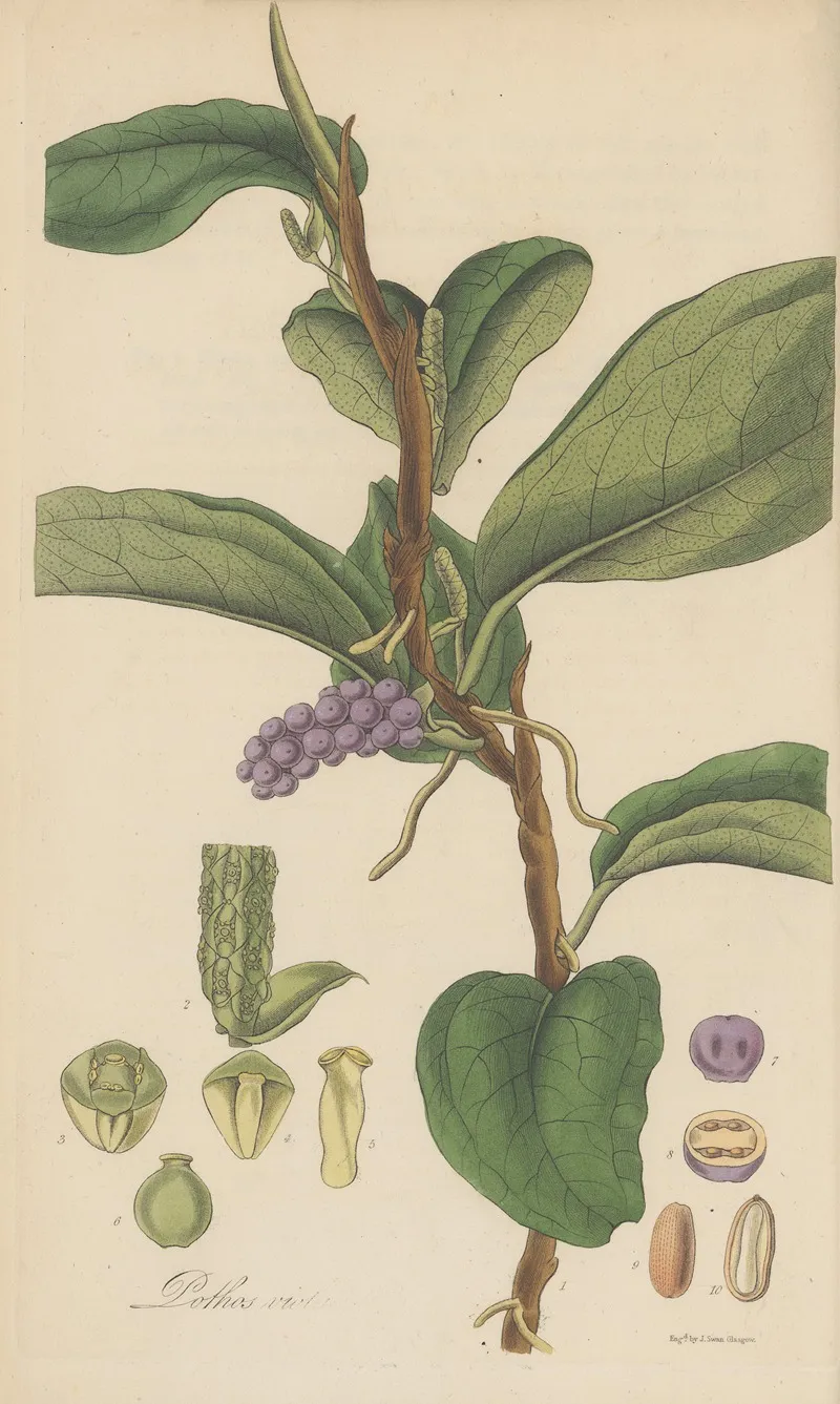 Pothos Violacea Wall Art by William Jackson Hooker - High-Resolution Digital Print