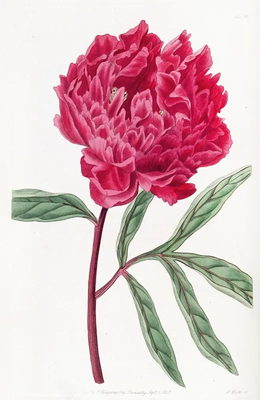 Pottss Chinese Paeony Wall Art by Sydenham Edwards - High-Resolution Digital Print