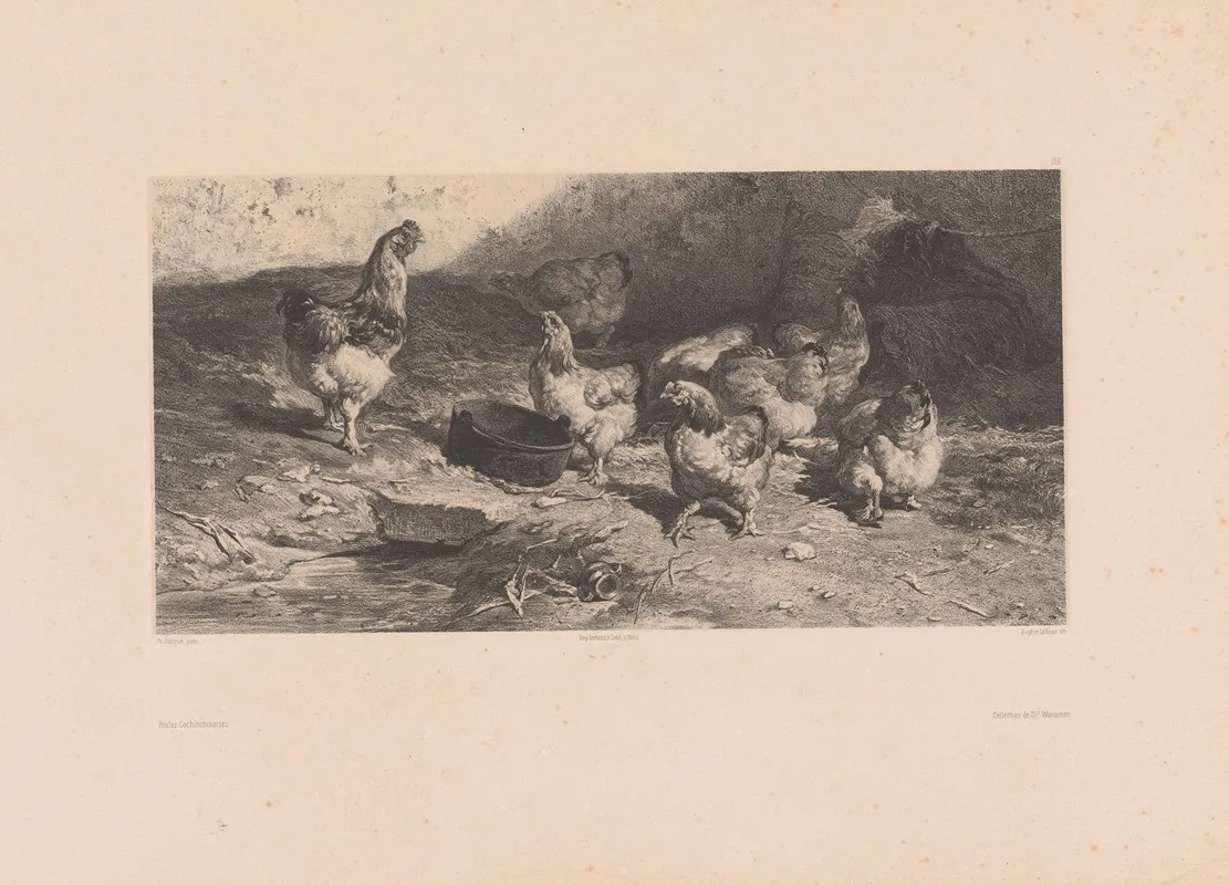Poules Cochinchinoises