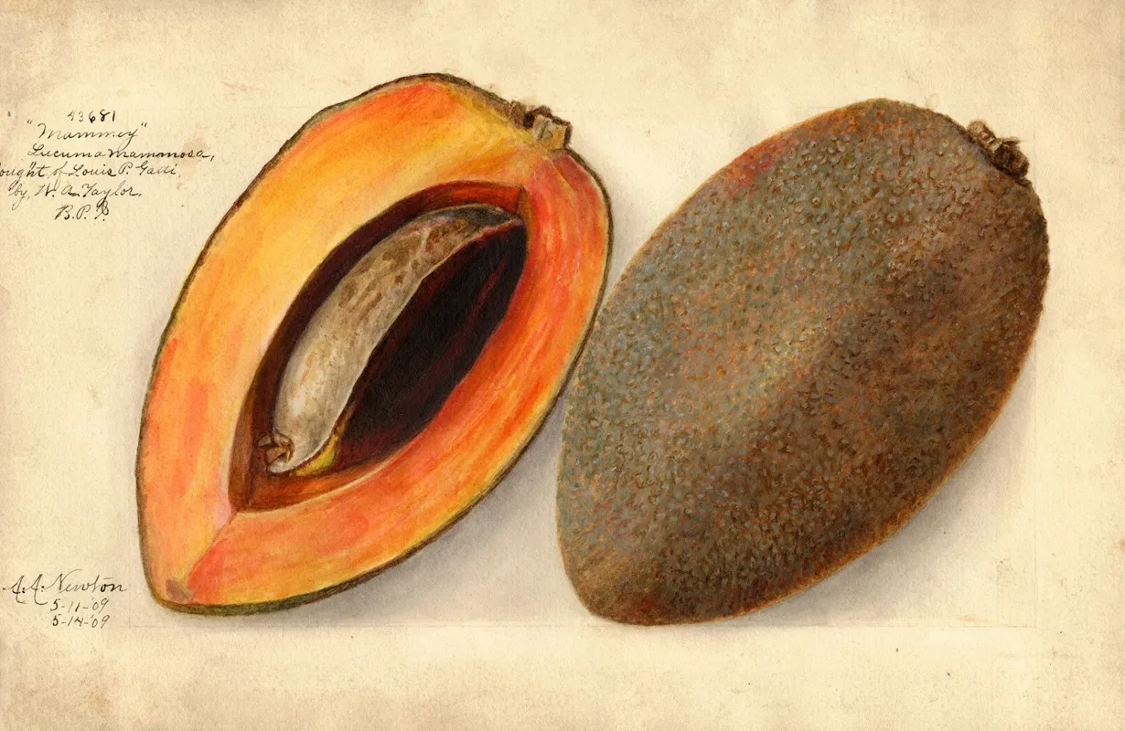 Pouteria Campechiana Mammey Wall Art by Amanda Almira Newton - High-Resolution Digital Print