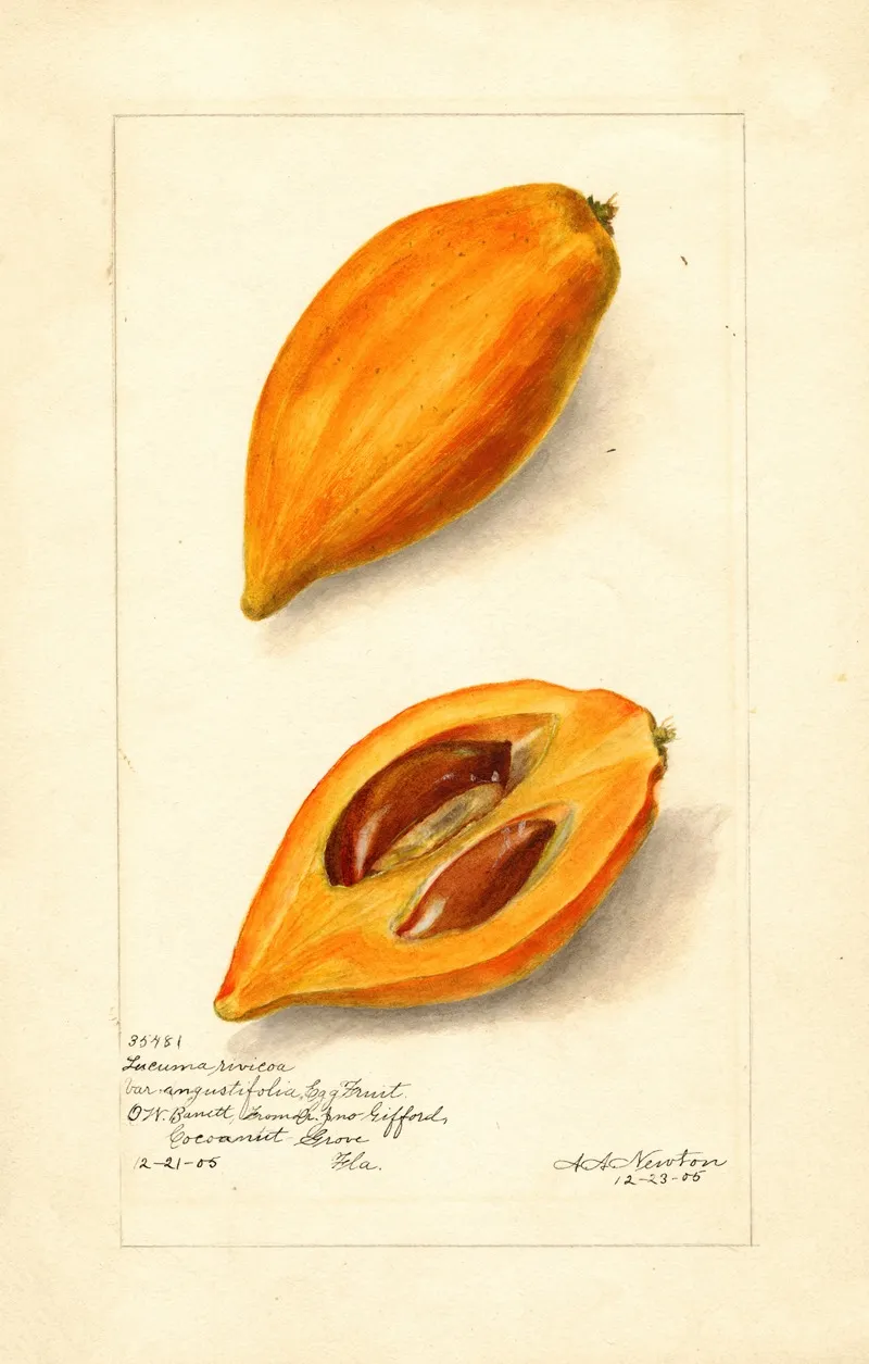 Pouteria Campechiana Wall Art by Amanda Almira Newton - High-Resolution Digital Print