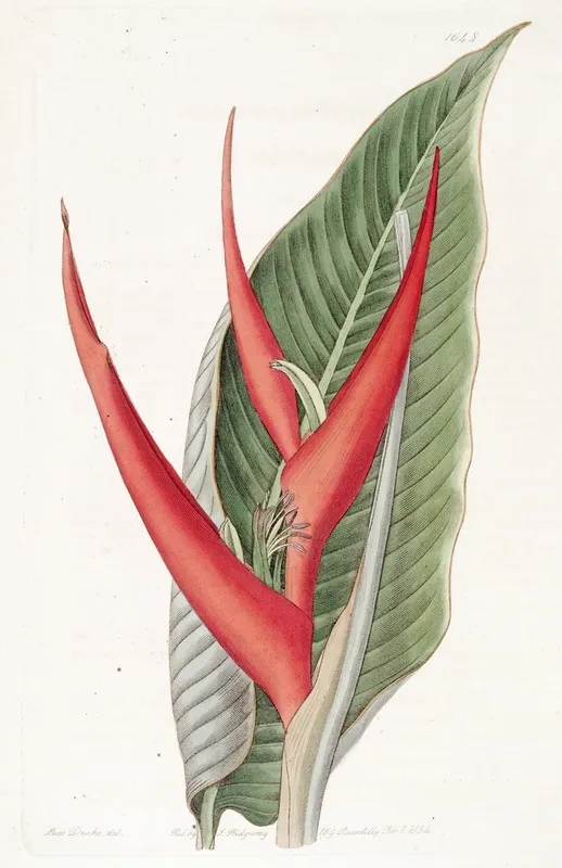 Powdered Heliconia Wall Art by Sydenham Edwards - High-Resolution Digital Print