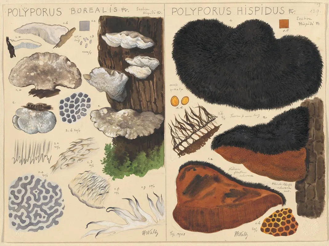 Poyporus Borealis Poyporus Hispidus Wall Art by Hans Walty - High-Resolution Digital Print