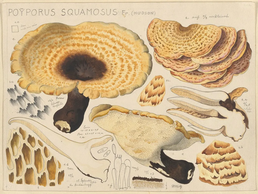 Poyporus Squamosus Fr Hudson Wall Art by Hans Walty - High-Resolution Digital Print