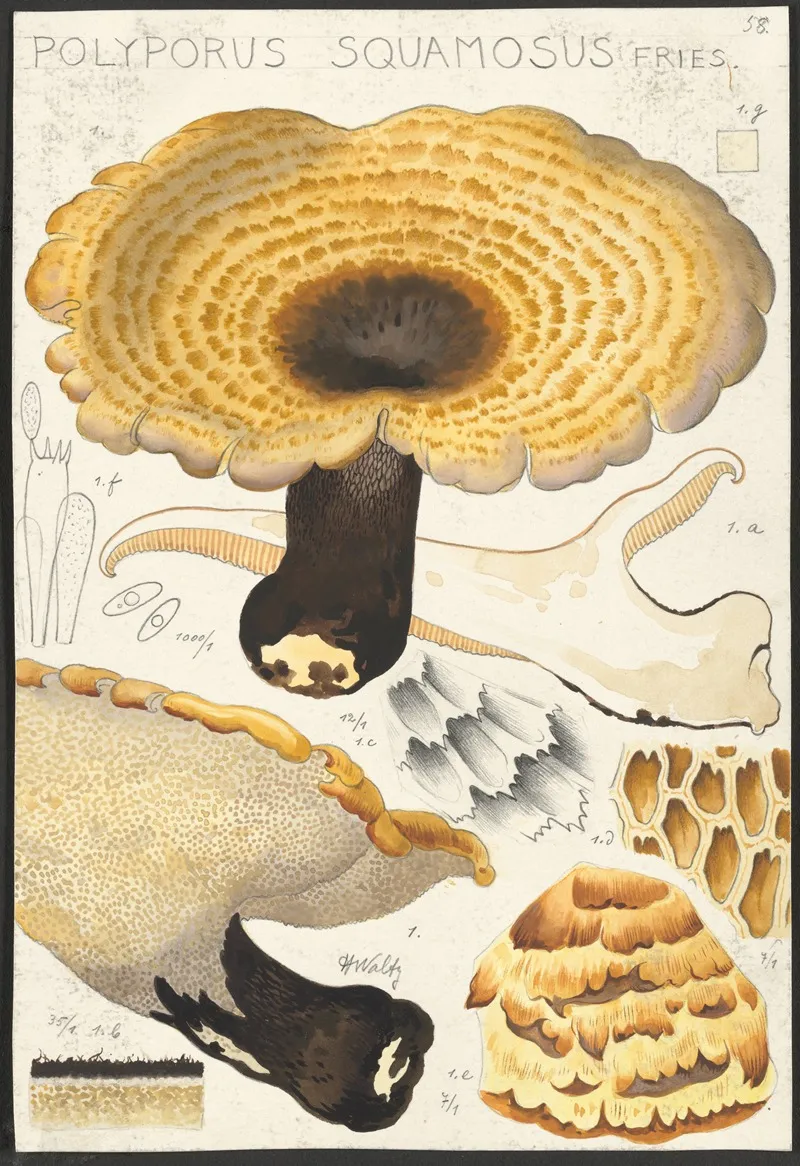 Poyporus Squamosus Fries Wall Art by Hans Walty - High-Resolution Digital Print