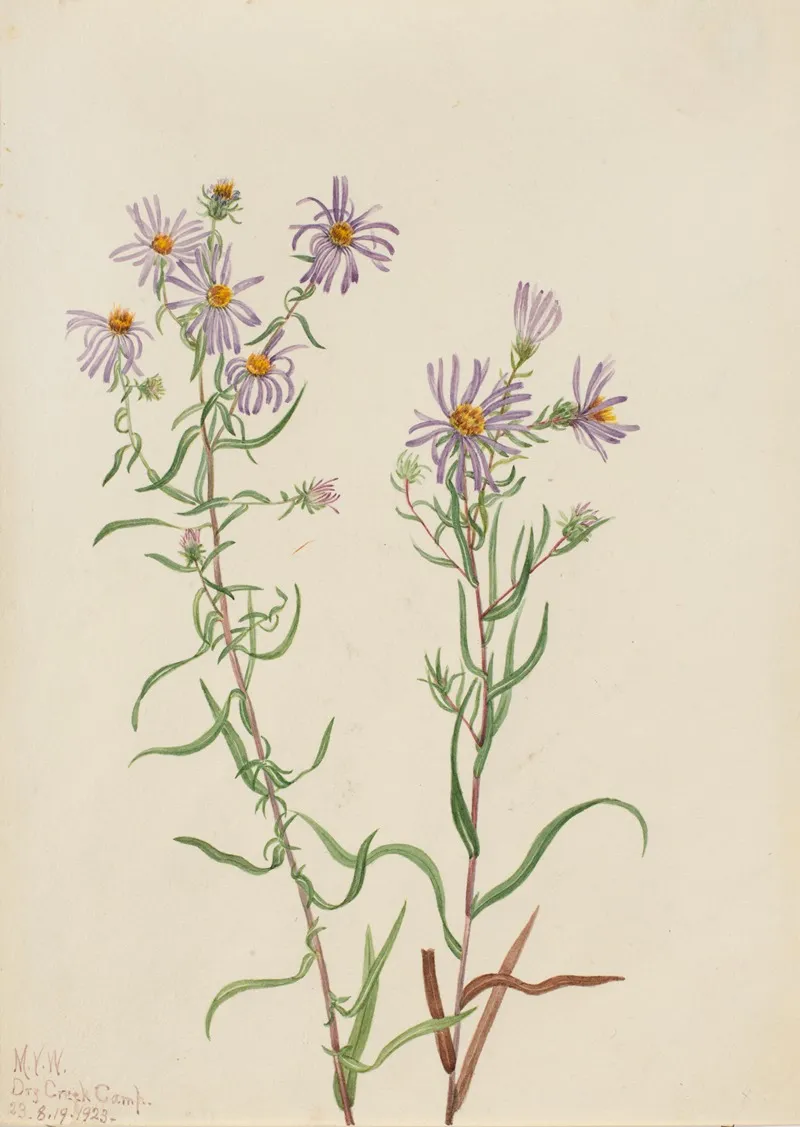Prairie Aster Aster Campestris 2