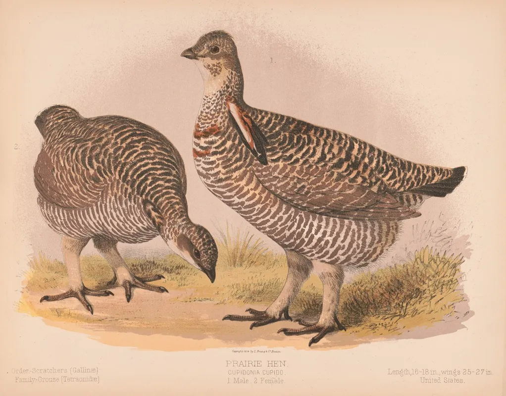 Prairie Hen Cupidonia Cupido 1 Male 2 Female