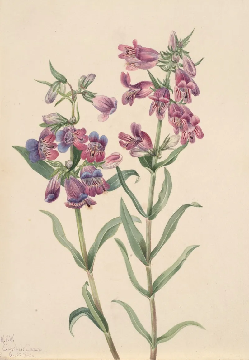 Prairie Pentstemon Pentstemon Erianthera 2