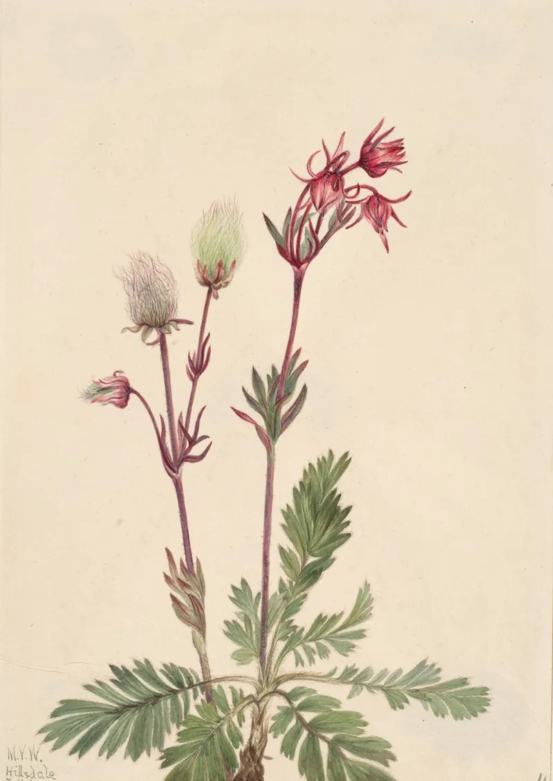 Prairie Smoke Sieversia Ciliata 2