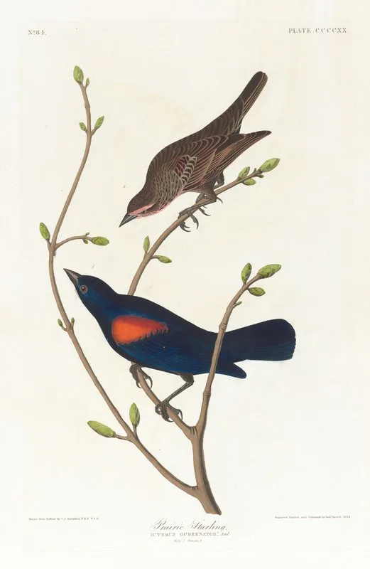 Prairie Starling Wall Art by John James Audubon - High-Resolution Digital Print