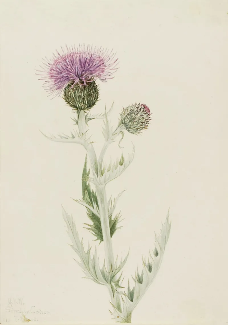 Prairie Thistle Cirsium Undulatum 2