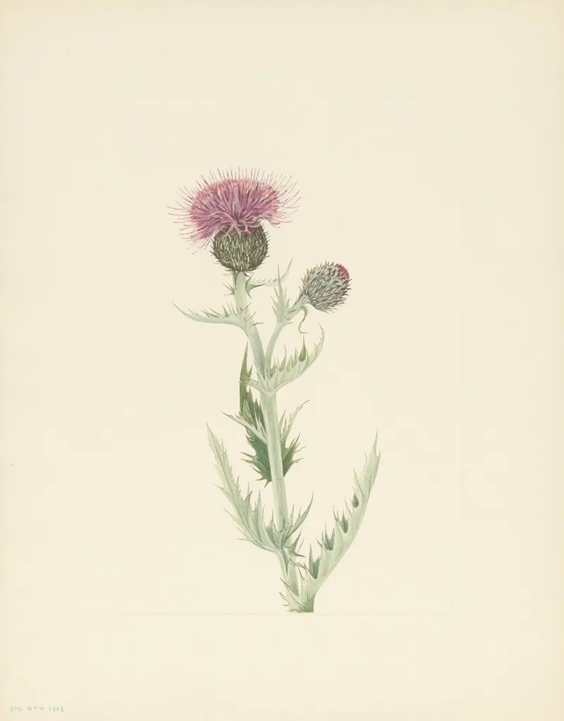Prairie Thistle Cirsium Undulatum 3