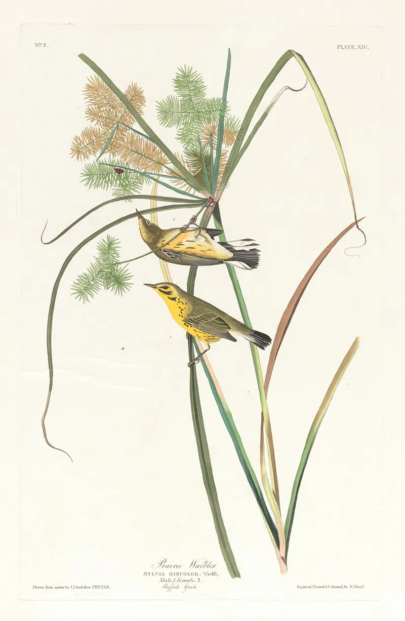 Prairie Warbler 2 Wall Art by John James Audubon - High-Resolution Digital Print