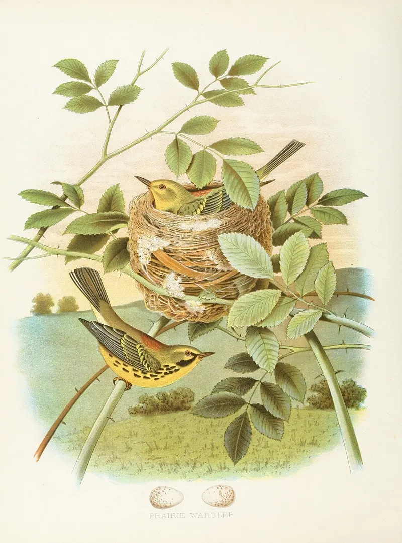 Prairie Warbler Wall Art by Edwin L. Sheppard - High-Resolution Digital Print