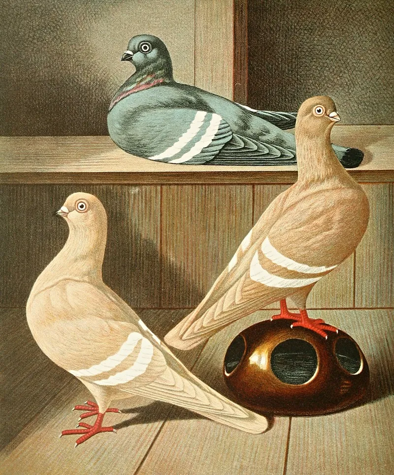 Praqer Weissbindige Tummler Wall Art by Gustav Prütz - High-Resolution Digital Print
