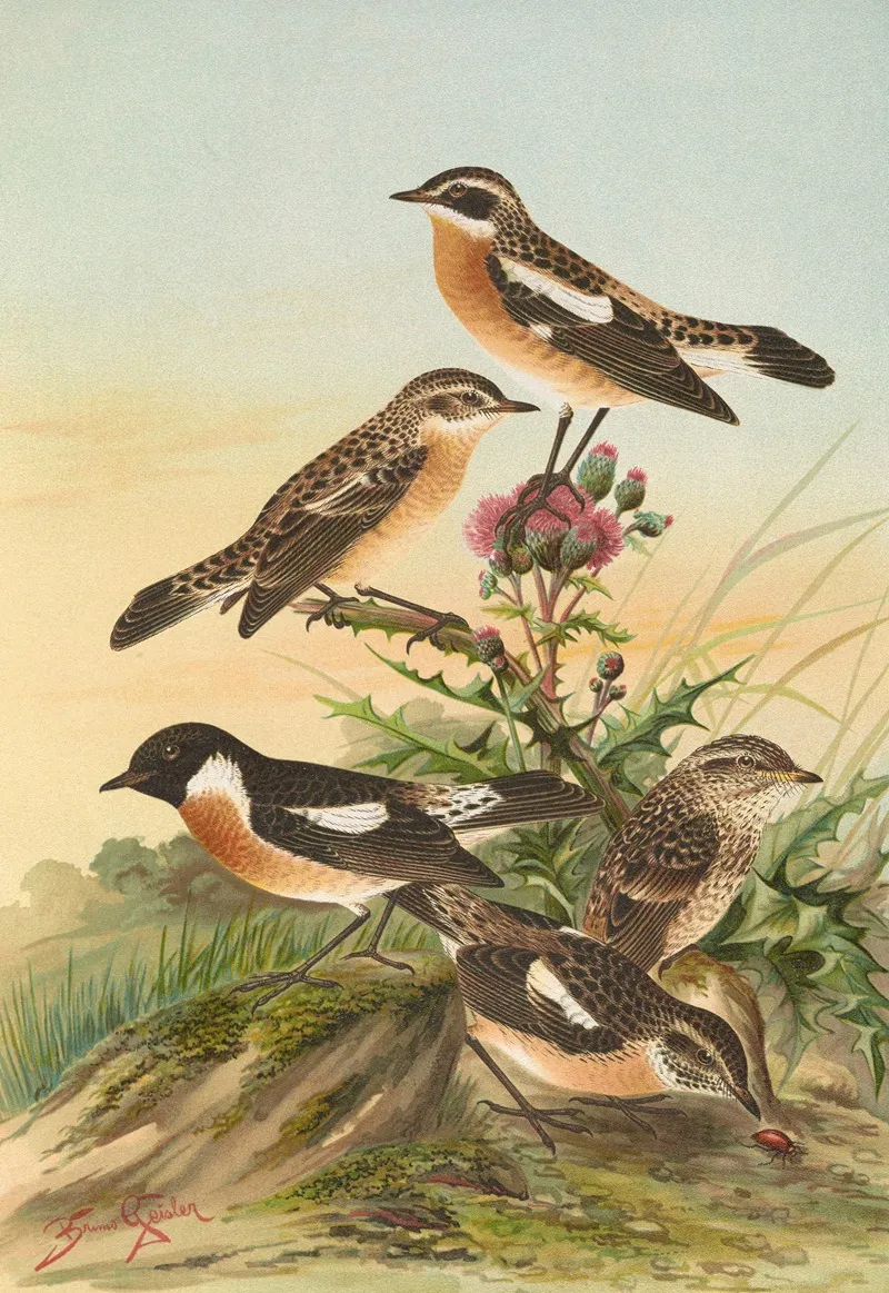 Pratincola Rubetra Prantincola Rubicola Wall Art by Johann Friedrich Naumann - High-Resolution Digital Print
