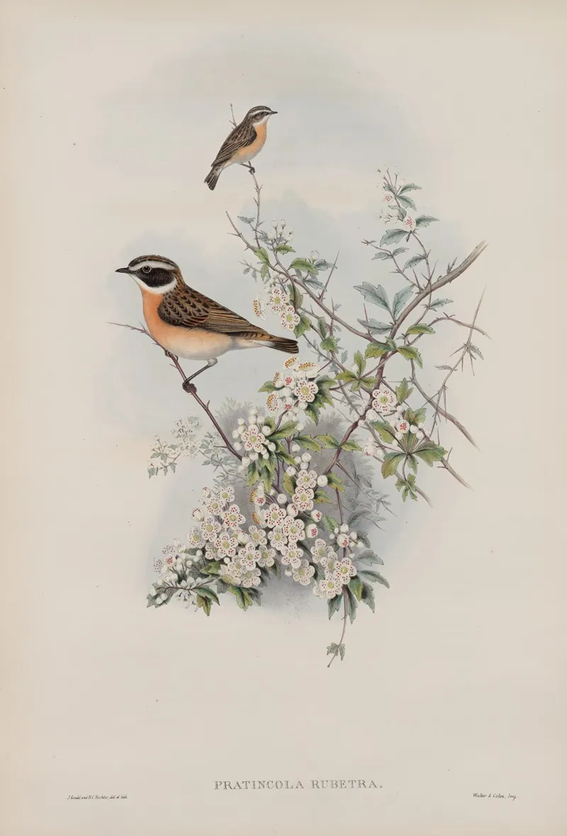 Pratincola Rubetra Whinchat Wall Art by John Gould - High-Resolution Digital Print