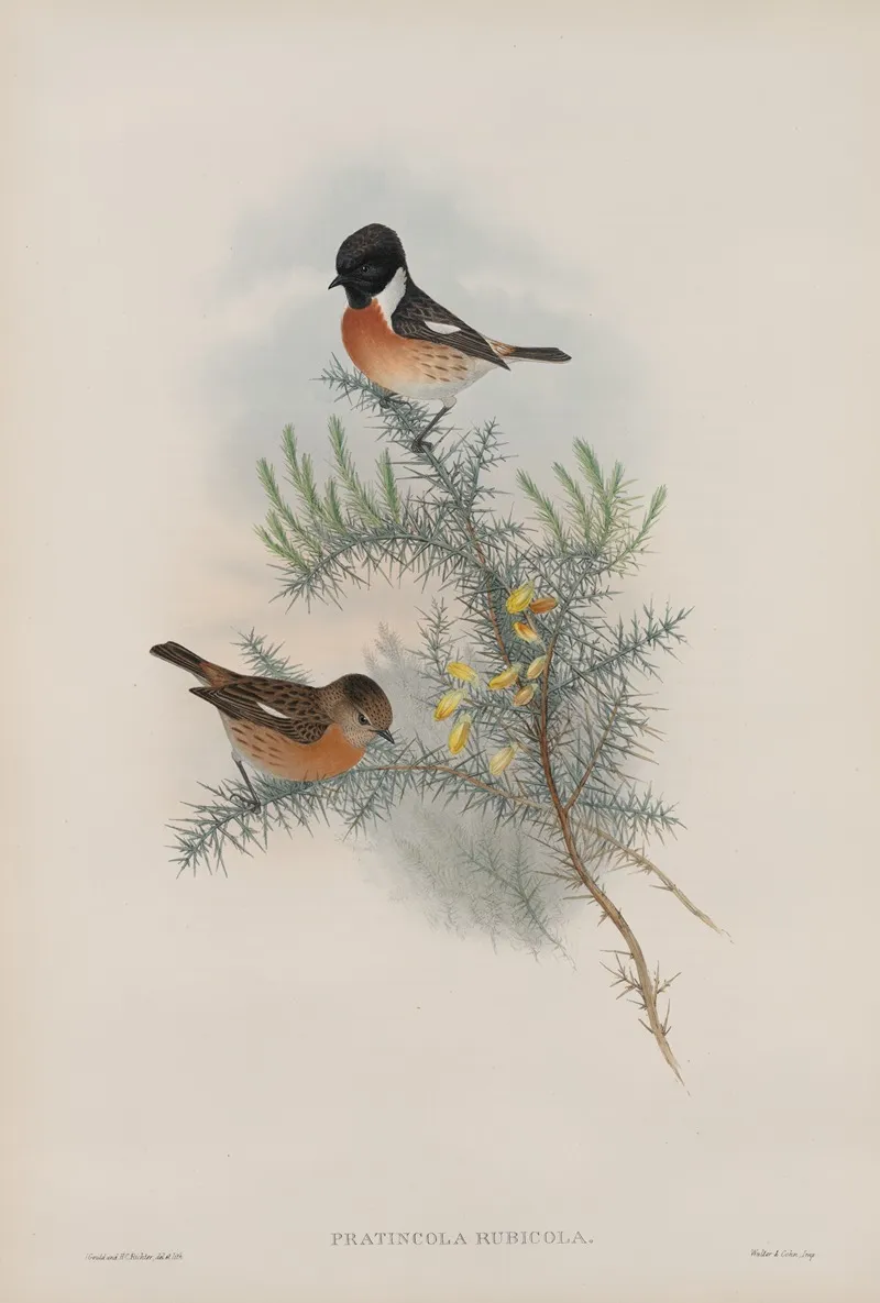 Pratincola Rubicola Stone Chat Or Furze Chat Wall Art by John Gould - High-Resolution Digital Print