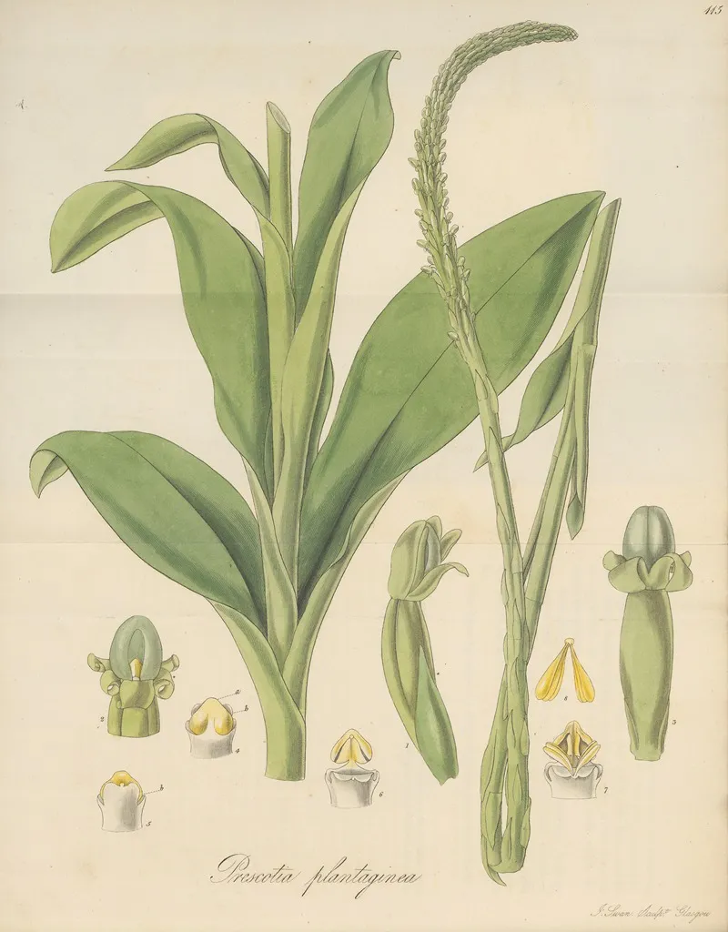 Prescotia Plantaginea Wall Art by William Jackson Hooker - High-Resolution Digital Print