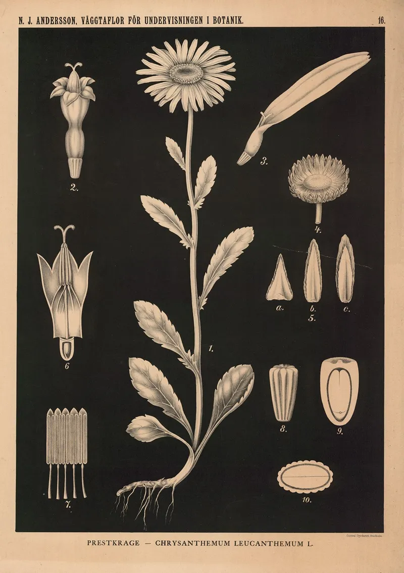 Prestkrage Chrysanthemum Leucanthemum L Wall Art by Nils Johan Andersson - High-Resolution Digital Print