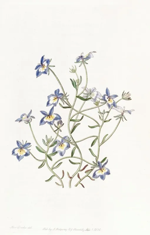 Pretty Clintonia Wall Art by Sydenham Edwards - High-Resolution Digital Print