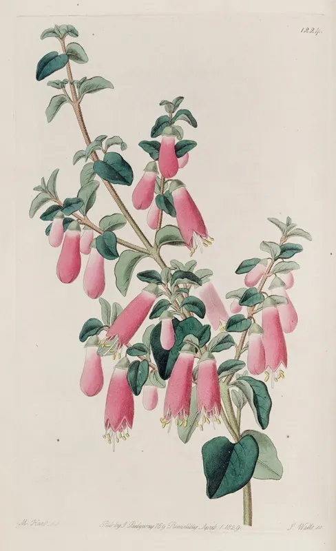 Pretty Correa Wall Art by Sydenham Edwards - High-Resolution Digital Print