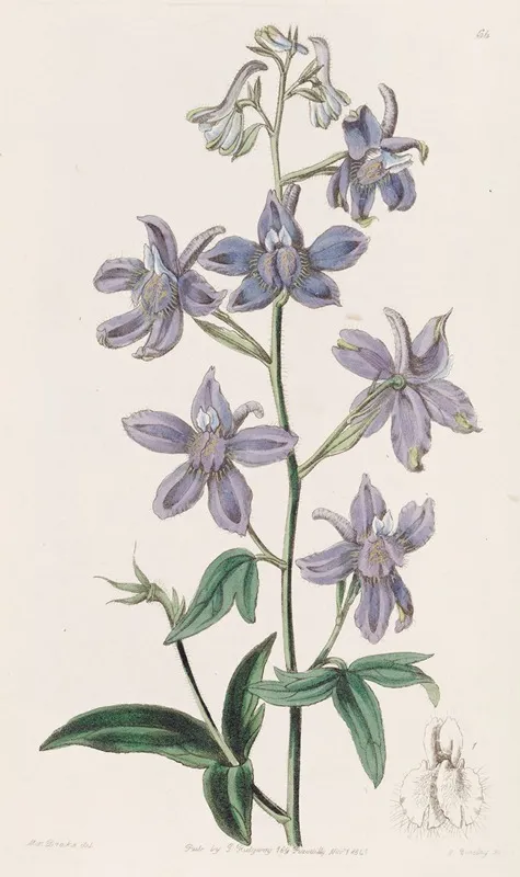 Pretty Larkspur Wall Art by Sydenham Edwards - High-Resolution Digital Print