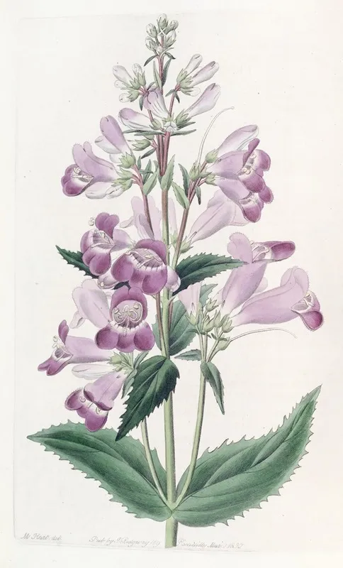 Pretty Pentstemon Wall Art by Sydenham Edwards - High-Resolution Digital Print